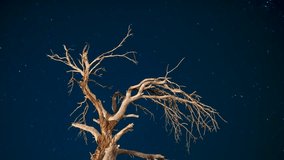 Dry tree silhouette with moving stars timelapse. Lonely dead tree against milky way timelapse. Night sky timelapse with barren tree silhouette. - Powered by Shutterstock - Get 15% off with code: PIKWIZARD15
