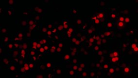 Abstract Red Bokeh Circles Lunar Eclipse Phases Cosmic Nebula Glow Particles Dark Background - Powered by Shutterstock - Get 15% off with code: PIKWIZARD15