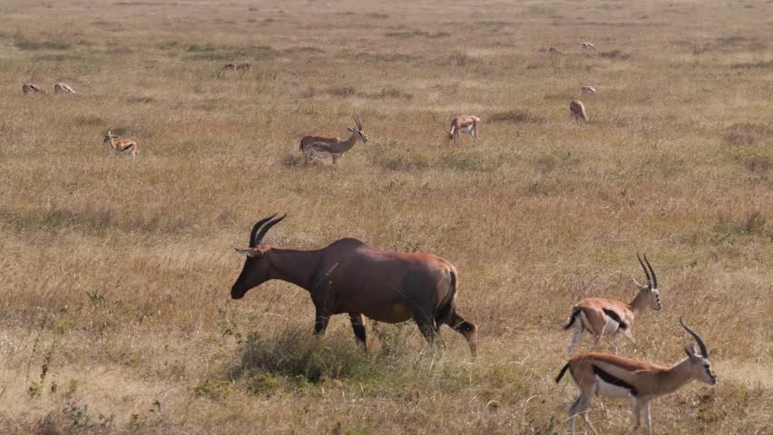Antelope topi and Thomson's gazelles grazing in Serengeti National Park, Tanzania