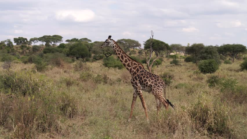 Giraffe strolling in grassland in Tarangire National Park, Tanzania