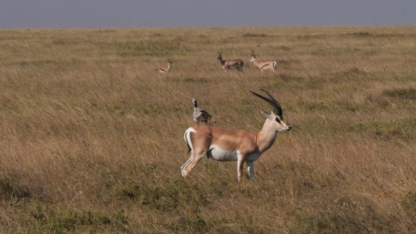 Grants gazelles and secretary bird in Serengeti National Park, Tanzania