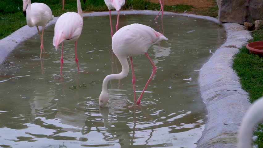Pink flamingos wade through a shallow pond, dipping their heads to feed while enjoying the warm afternoon sun. They display their graceful movements and social interactions.