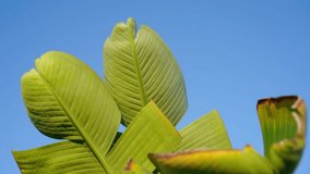 Green Tropical Banana Leaves Against Blue Sky. Close-up Shot - Powered by Shutterstock - Get 15% off with code: PIKWIZARD15