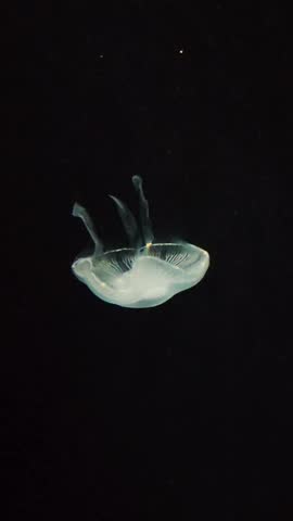 Moon Jellyfish moving around in darkened deepwater tank, Osaka Aquarium Kaiyukan
