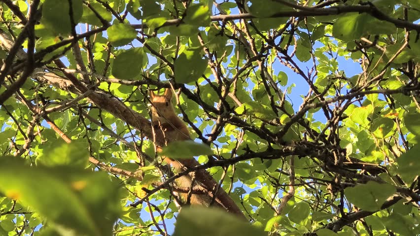 a little red squirrel sits on a tree branch. a squirrel on a tree.