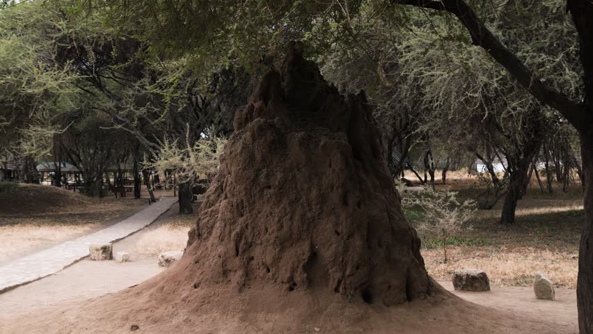 Massive Termite Mound in Woodland Clearing