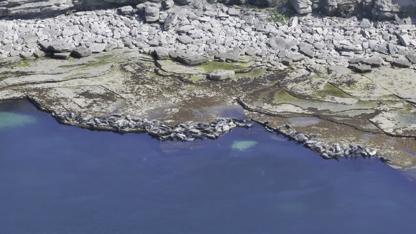 Sea Lions and Seals Resting together on the Coastline at Southwestern Edge (Pointe Sud-Ouest) on Anticosti Island, Quebec, Canada