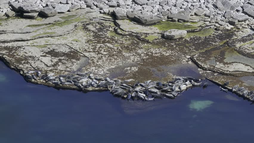 Sea Lions and Seals Resting together on the Coastline at Southwestern Edge (Pointe Sud-Ouest) on Anticosti Island, Quebec, Canada