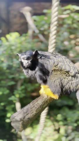 Video  Red-handed tamarins on the branch. Saguinus midas at the Budapest Zoological and Botanical Garden. 