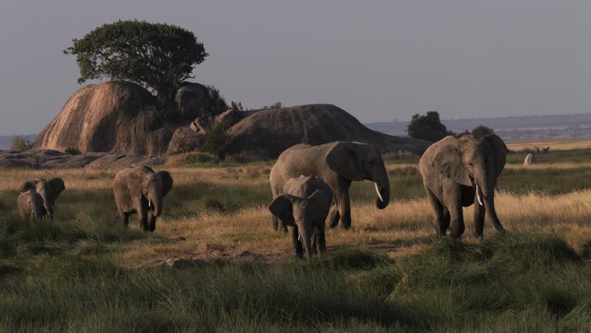Elephant family near kopje (small hill) in Serengeti National Park, Tanzania