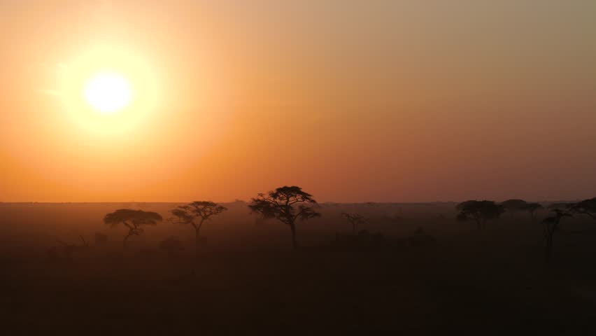 Aerial view of savanna sunrise over acacias in Serengeti National Park, Tanzania