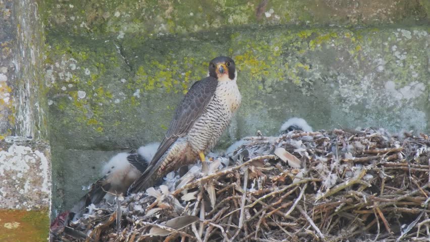 Female Peregrine Falcon on a Nest Feeding Chicks