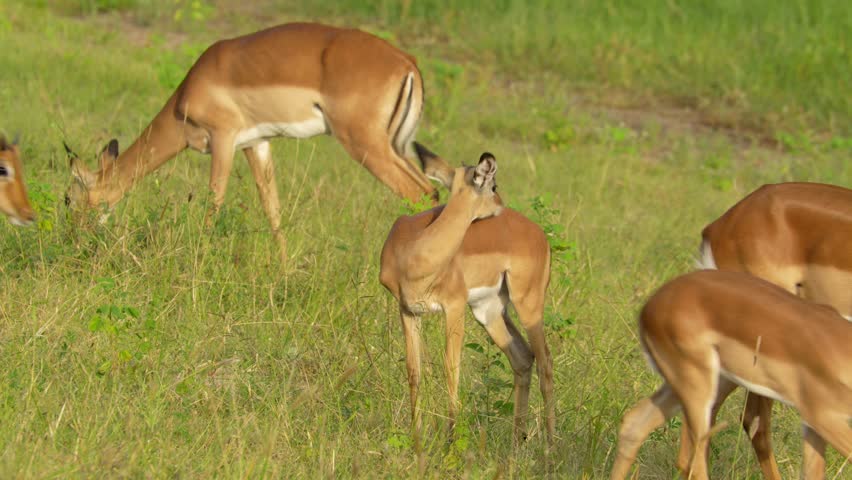 Youn impalas in a field