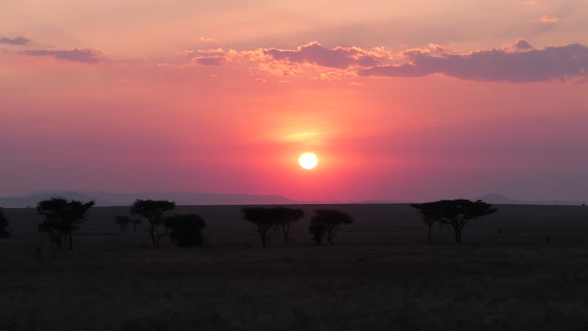Sunset over acacia silhouettes in Serengeti National Park, Tanzania