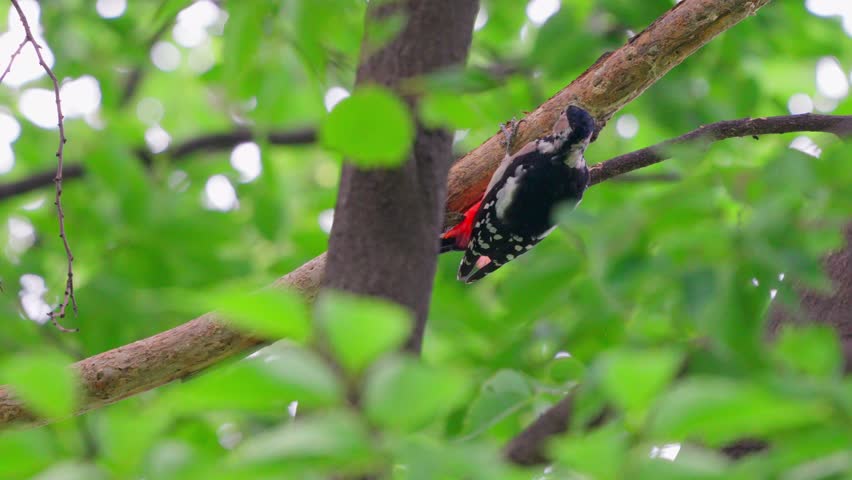 Great Spotted Woodpecker Foraging on a Branch in Vibrant Green Summer Foliage
