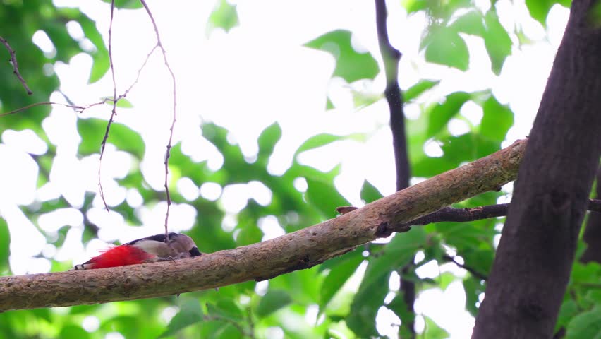 Great Spotted Woodpecker Climbing and Foraging on a Branch with Bright Backlighting