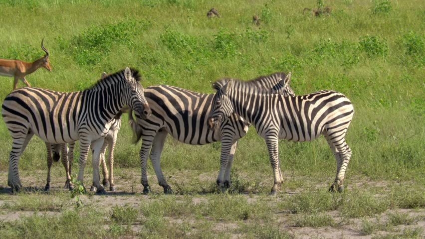 Zebras pat each other on the back