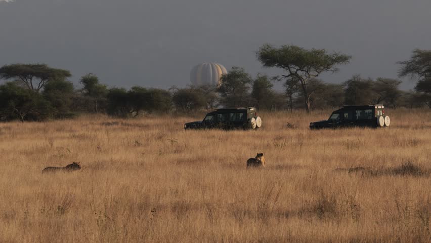 Lionesses and Safari Jeeps with Rising Balloon in Golden Grass in Tanzania