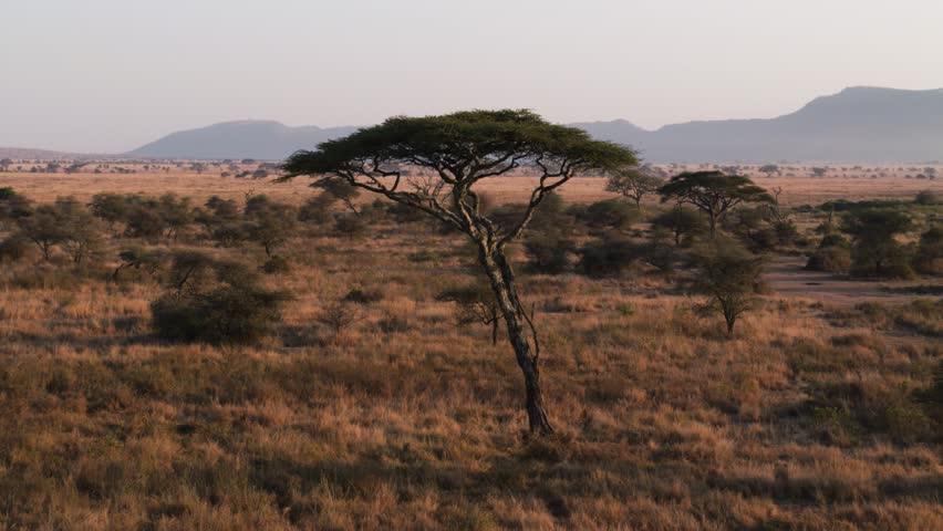 Single acacia tree in Serengeti National Park, Tanzania