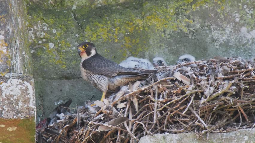 Female Peregrine Falcon on a Nest Feeding Chicks