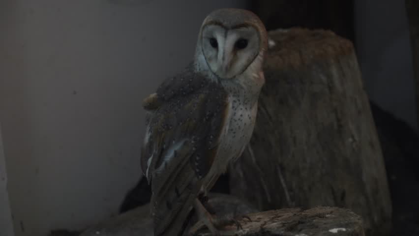 owls in the indoor zoo area
