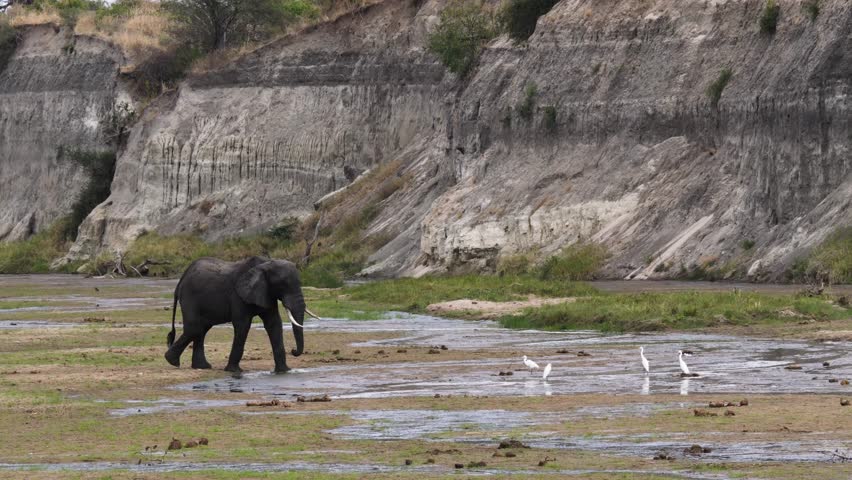 Elephant crossing riverbed in Tarangire National Park, Tanzania