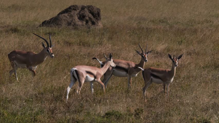 Thomson's gazelles grazing in Serengeti National Park, Tanzania