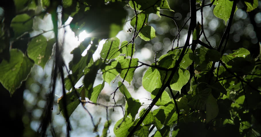 Backlit tree foliage with bright sun flare shining through green leaves in forest atmosphere.