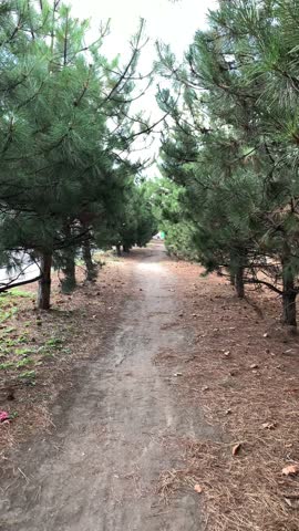 Narrow path runs through green pine trees, evoking sense of calm and closeness to nature