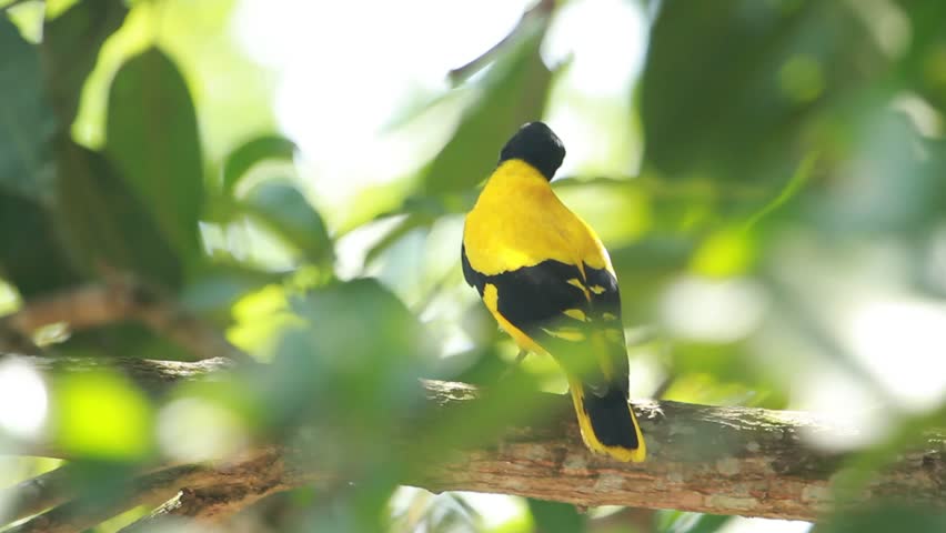 Black-Hooded oriole. Oriolus Xanthonespa, on a tree 
branch, member of the oriole family of songbirds, resident breeder in tropical South Asia from India and Sri Lanka to Indonesia.