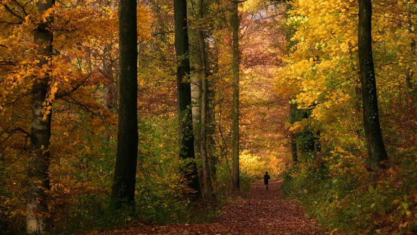 Forest path with colorful foliage on the trees, falling leaves in autumn sunshine and a jogger