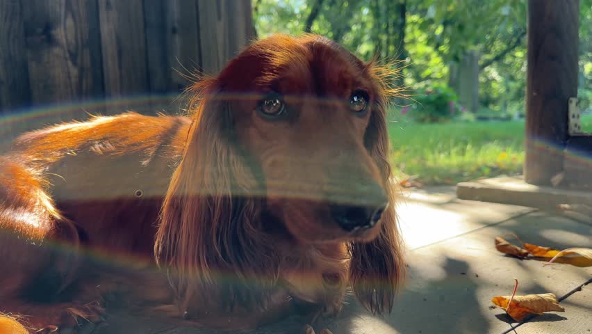 A brown, long-haired dachshund rests on a wooden floor. Sunlight streaming through her highlights her fur and the surrounding autumn leaves. 