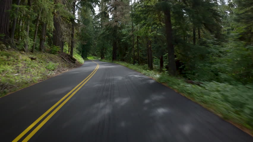 Forest road of Washington State