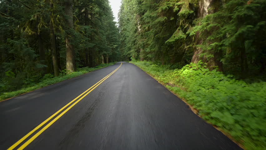 Forest road of Washington State