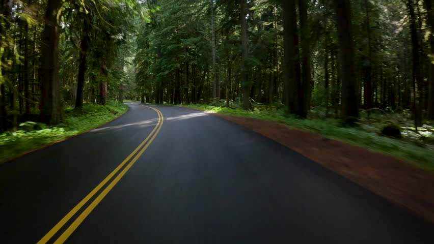 Forest road of Washington State