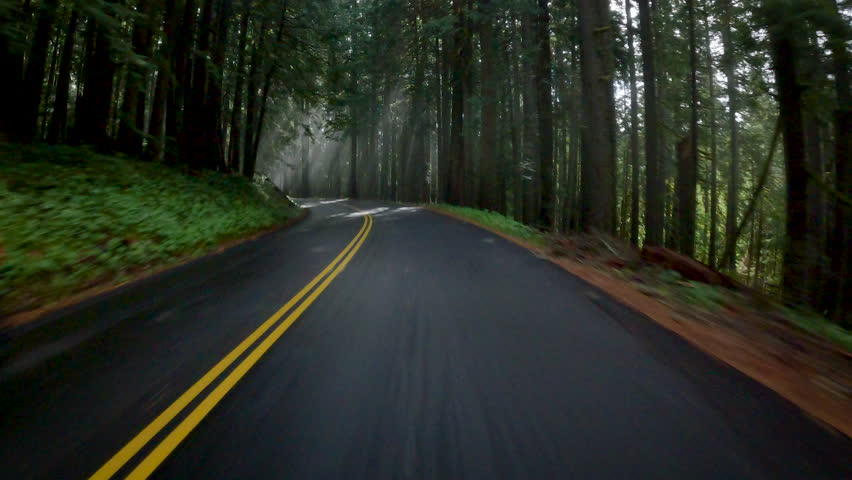 Forest road of Washington State