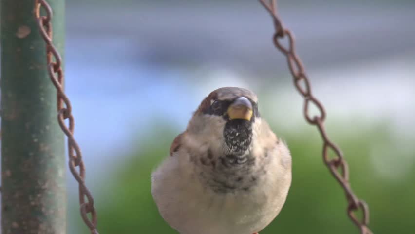 House Sparrow (Passer domesticus) male in closeup sitting on a tray under a garden bird feeder. September, Kent, UK (Half speed)