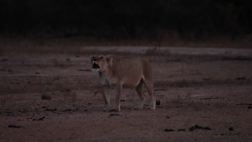  a lioness roaring before sunup