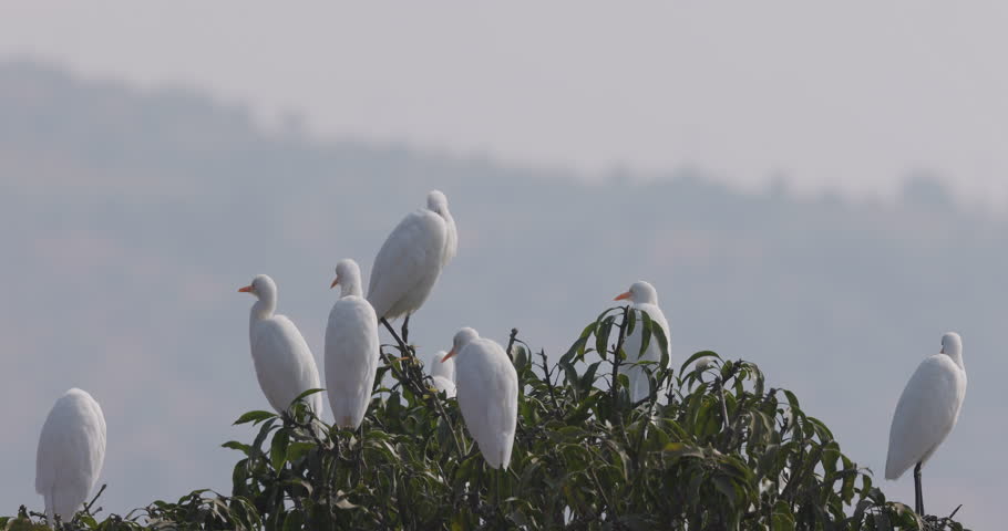Flock of cattle egrets perched atop a tall tree as another lands gracefully between them.