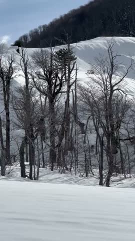 Snowy forest overlooking the Villarrica Volcano in southern Chile.