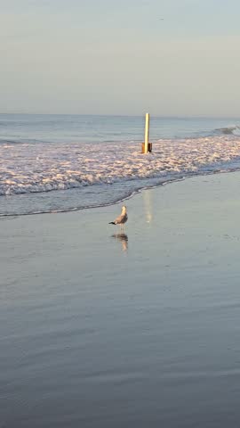 Myrtle Beach, South Carolina – a famous coastal resort city known for its wide sandy beaches, Atlantic Ocean views, boardwalk, lively nightlife, and family-friendly vacation atmosphere.