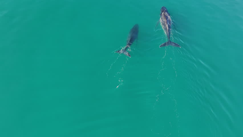 aerial drone footage of playful Humpback whales, Megaptera novaeangliae, swimming with each other in the turquoise salt water of the sea in the gulf of Exmouth in West Australia during mating season.
