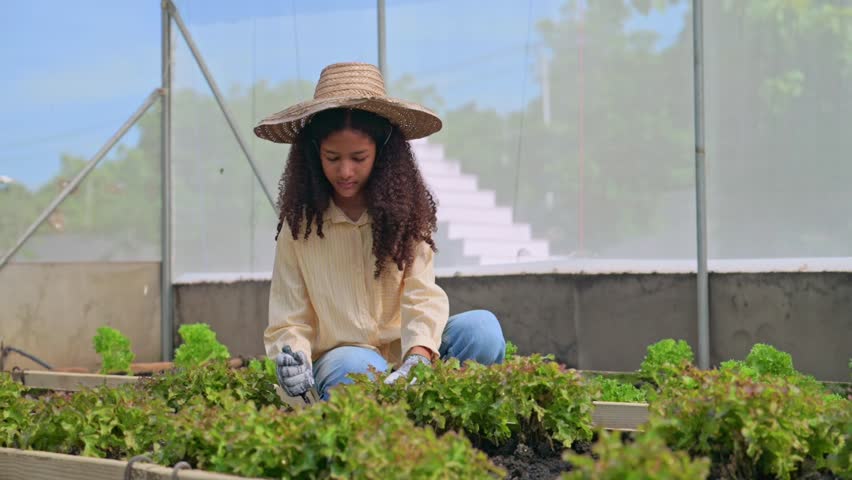 Young girl working calmly in vegetable garden, learning farm skills planting lettuce in greenhouse. Healthy lifestyle through home gardening. Educational farming for young generation