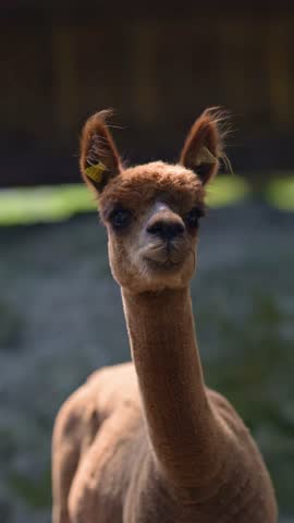 Brown alpaca portrait with long neck outdoors