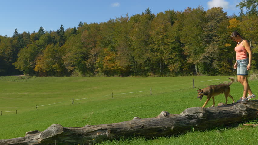 SLOW MOTION: Young woman walks with her two dogs balancing on a large fallen tree trunk in a wide grassy meadow. Playful outdoor activity on a sunny day among autumn trees that glow in golden colours.