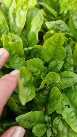 Vertical garden video with mint leaves, potato plants, nasturtiums, and spinach. 