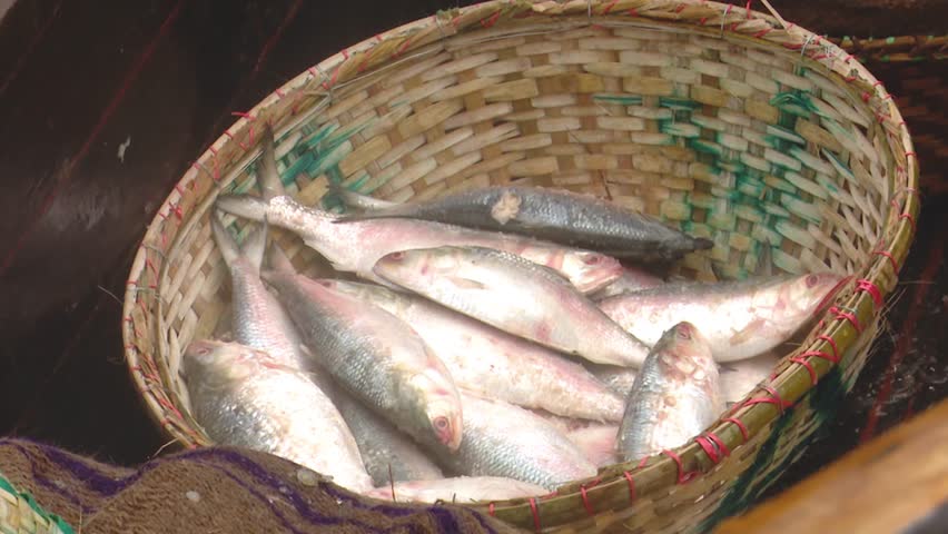 Basket Filled with Fresh Hilsa