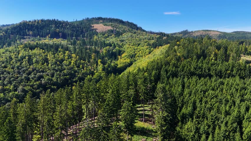 Aerial view of lush green forest with mountains creating a serene nature setting, Sitka, Alaska, USA.