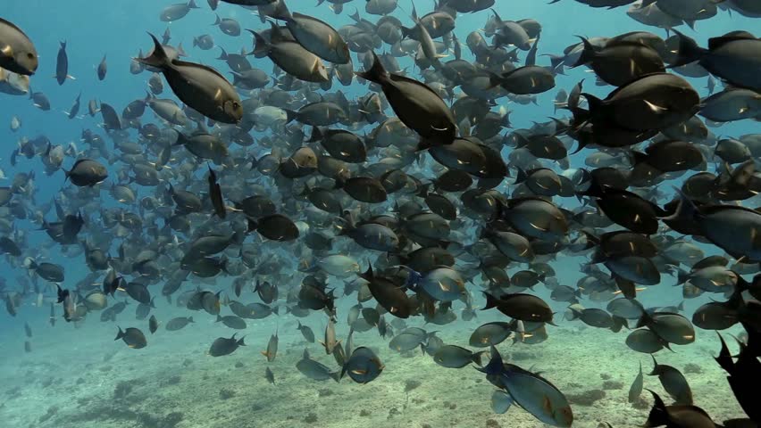 Large group of fish swimming in unison, showcasing vibrant colors and lively movements against a tranquil blue backdrop, providing a mesmerizing underwater experience.