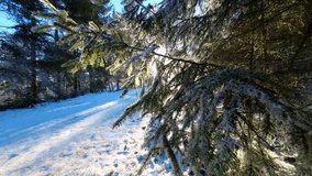 Spruce branches covered in frost and sun glare. Winter forest landscape.Close-Up of Frosted Plant in Winter. 4k footage - Powered by Shutterstock - Get 15% off with code: PIKWIZARD15